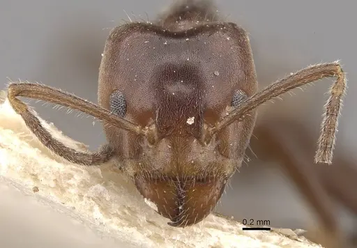 Azteca iheringi specimen CASENT0909641 image casent0909641_2