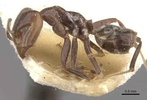 Azteca iheringi specimen CASENT0909641 image casent0909641_3