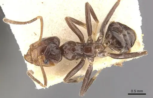 Azteca iheringi specimen CASENT0909642 image casent0909642_1