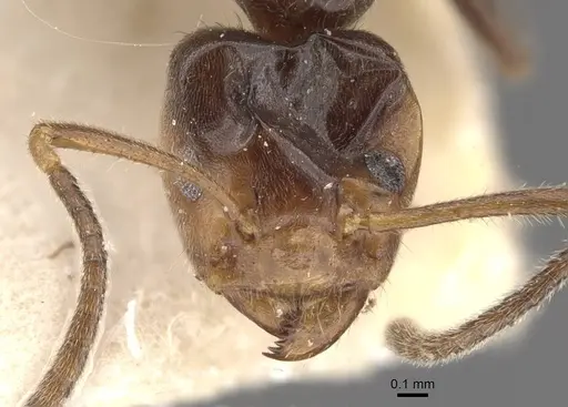 Azteca iheringi specimen CASENT0909642 image casent0909642_2