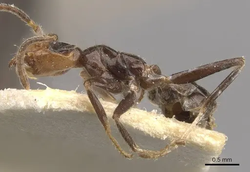 Azteca iheringi specimen CASENT0909642 image casent0909642_3