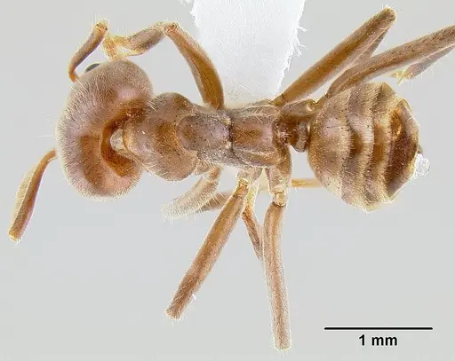 Azteca instabilis specimen CASENT0106162 image casent0106162_1