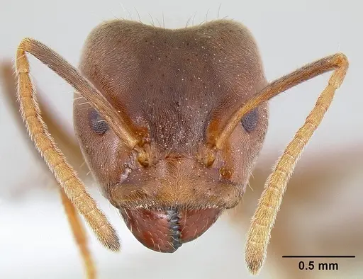 Azteca instabilis specimen CASENT0106162 image casent0106162_2