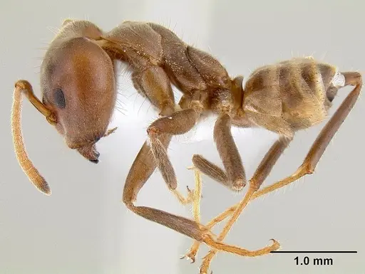 Azteca instabilis specimen CASENT0106162 image casent0106162_3