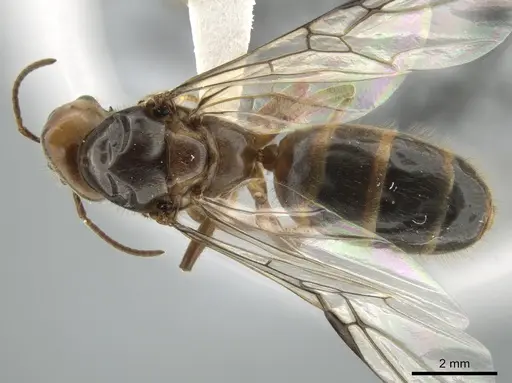 Azteca instabilis specimen CASENT0631765 image casent0631765_1