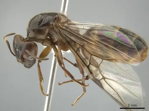 Azteca instabilis specimen CASENT0631765 image casent0631765_3
