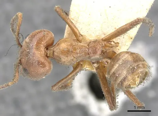 Azteca instabilis specimen CASENT0903010 image casent0903010_1