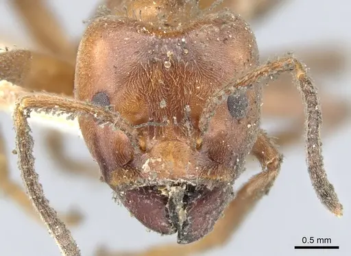 Azteca instabilis specimen CASENT0903010 image casent0903010_2