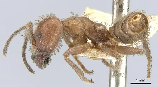 Azteca instabilis specimen CASENT0903010 image casent0903010_3