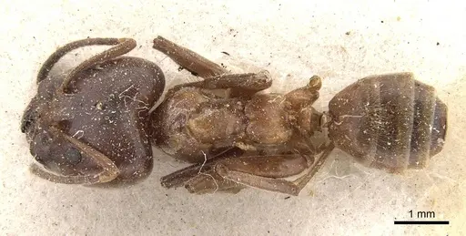 Azteca instabilis specimen CASENT0909639 image casent0909639_1