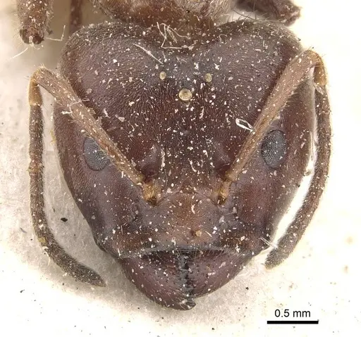 Azteca instabilis specimen CASENT0909639 image casent0909639_2