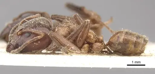 Azteca instabilis specimen CASENT0909639 image casent0909639_3