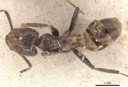 Azteca instabilis specimen CASENT0909640 image casent0909640_1