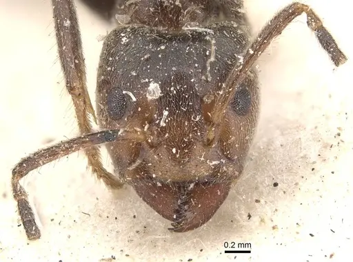 Azteca instabilis specimen CASENT0909640 image casent0909640_2