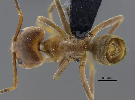 Azteca instabilis specimen CBUMAGENT41841 image cbumagent41841_1