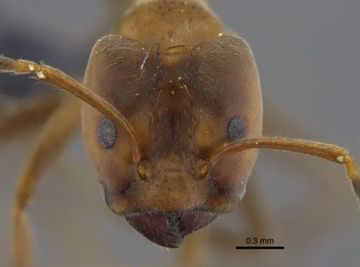 Azteca instabilis specimen CBUMAGENT41841 image cbumagent41841_2