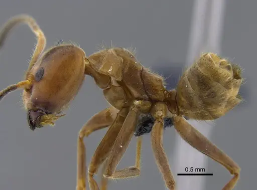 Azteca instabilis specimen CBUMAGENT41841 image cbumagent41841_3