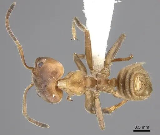 Azteca instabilis specimen INBIOCRI001280964 image inbiocri001280964_1