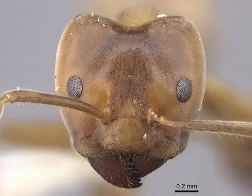 Azteca instabilis specimen INBIOCRI001280964 image inbiocri001280964_2