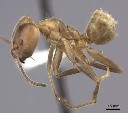 Azteca instabilis specimen INBIOCRI001280964 image inbiocri001280964_3