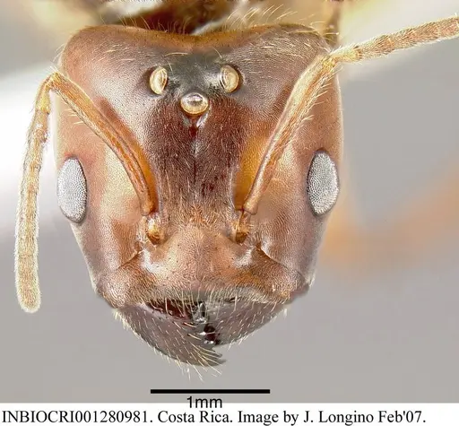 Azteca instabilis specimen INBIOCRI001280981 image inbiocri001280981_1