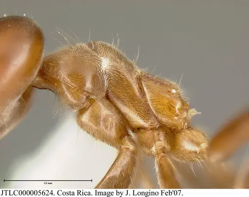 Azteca instabilis specimen JTLC000005624 image jtlc000005624_2