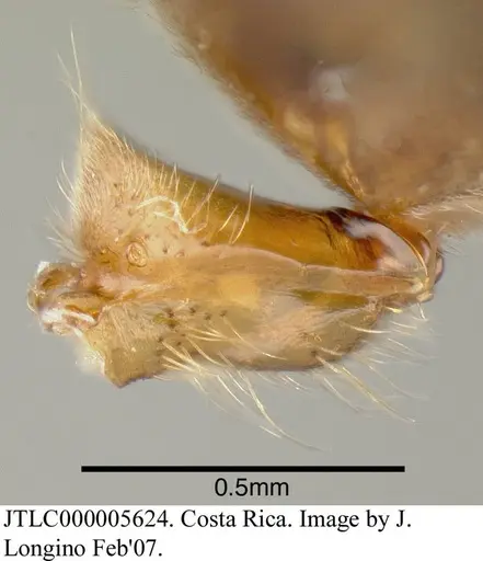 Azteca instabilis specimen JTLC000005624 image jtlc000005624_3