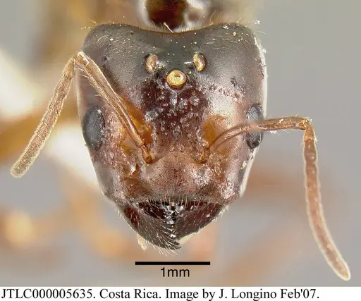 Azteca instabilis specimen JTLC000005635 image jtlc000005635_1