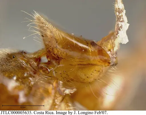 Azteca instabilis specimen JTLC000005635 image jtlc000005635_2