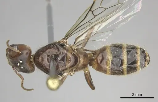 Azteca instabilis specimen JTLC000009445 image jtlc000009445_1