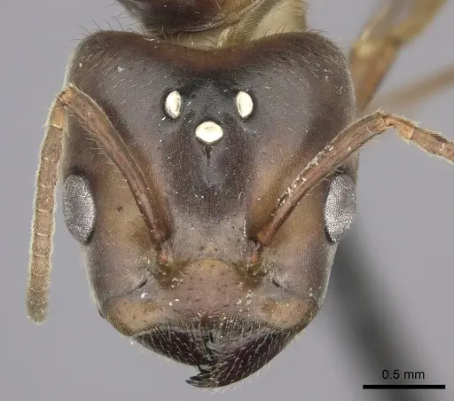 Azteca instabilis specimen JTLC000009445 image jtlc000009445_2