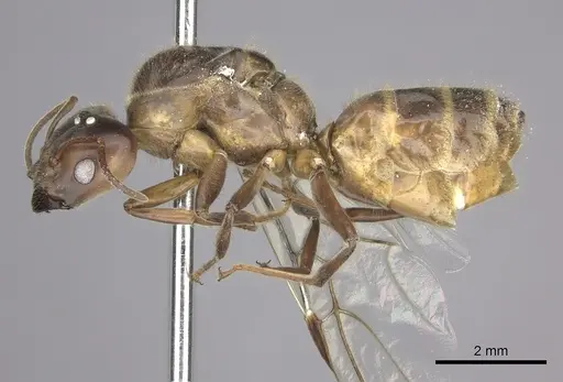 Azteca instabilis specimen JTLC000009445 image jtlc000009445_3