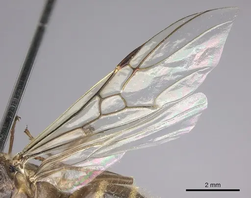 Azteca instabilis specimen JTLC000009445 image jtlc000009445_4