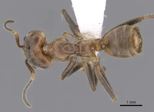 Azteca instabilis specimen JTLC000009539 image jtlc000009539_1