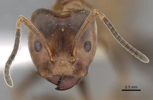 Azteca instabilis specimen JTLC000009539 image jtlc000009539_2