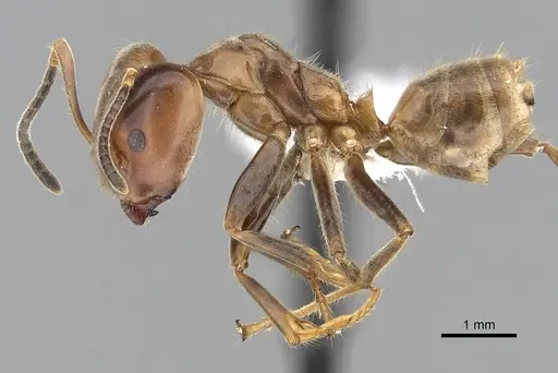 Azteca instabilis specimen JTLC000009539 image jtlc000009539_3
