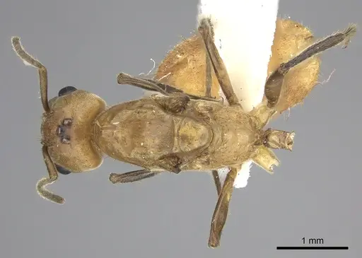 Azteca isthmica specimen JTLC000008099 image jtlc000008099_1