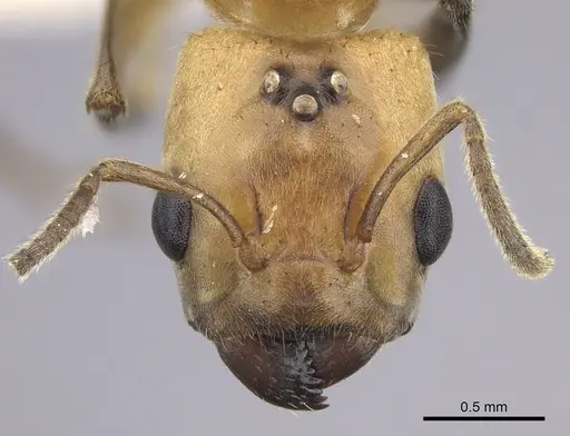 Azteca isthmica specimen JTLC000008099 image jtlc000008099_2