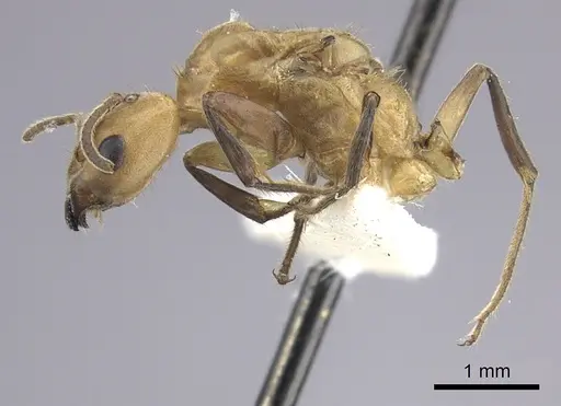 Azteca isthmica specimen JTLC000008099 image jtlc000008099_3