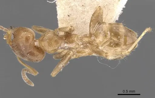 Azteca jelskii specimen CASENT0909680 image casent0909680_1