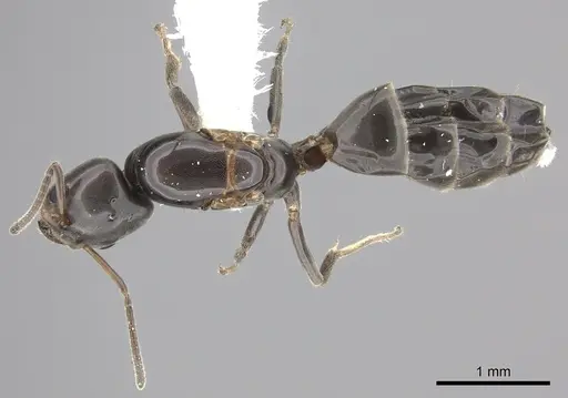 Azteca jelskii specimen JTLC000015044 image jtlc000015044_1
