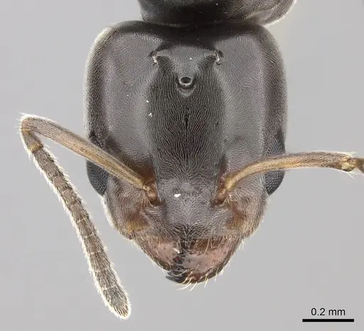 Azteca jelskii specimen JTLC000015044 image jtlc000015044_2