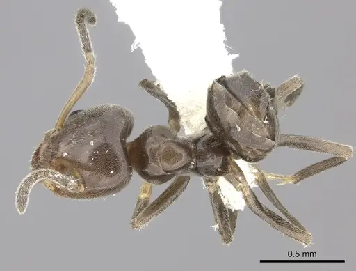 Azteca jelskii specimen JTLC000015045 image jtlc000015045_1
