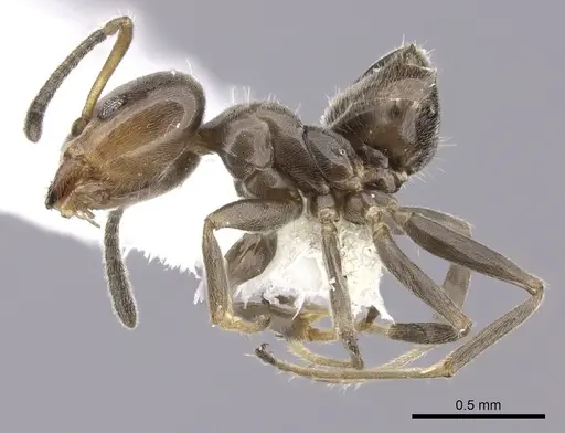 Azteca jelskii specimen JTLC000015045 image jtlc000015045_3