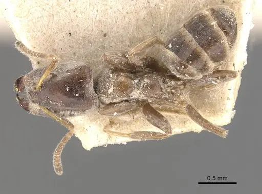 Azteca juruensis specimen CASENT0909646 image casent0909646_1