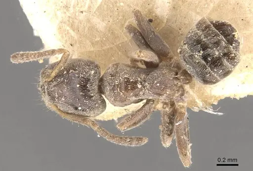 Azteca juruensis specimen CASENT0909647 image casent0909647_1