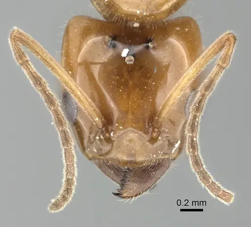 Azteca lallemandi specimen CASENT0249533 image casent0249533_2