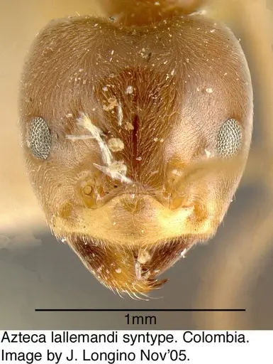 Azteca lallemandi specimen JTL073593 image jtl073593_1