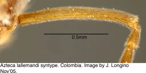 Azteca lallemandi specimen JTL073593 image jtl073593_2