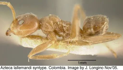 Azteca lallemandi specimen JTL073593 image jtl073593_3